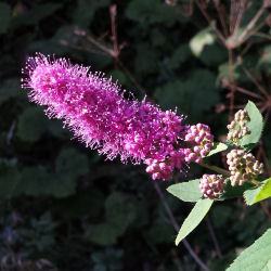 Spirée rose à feuilles de Saule / Spiraea x Billardii